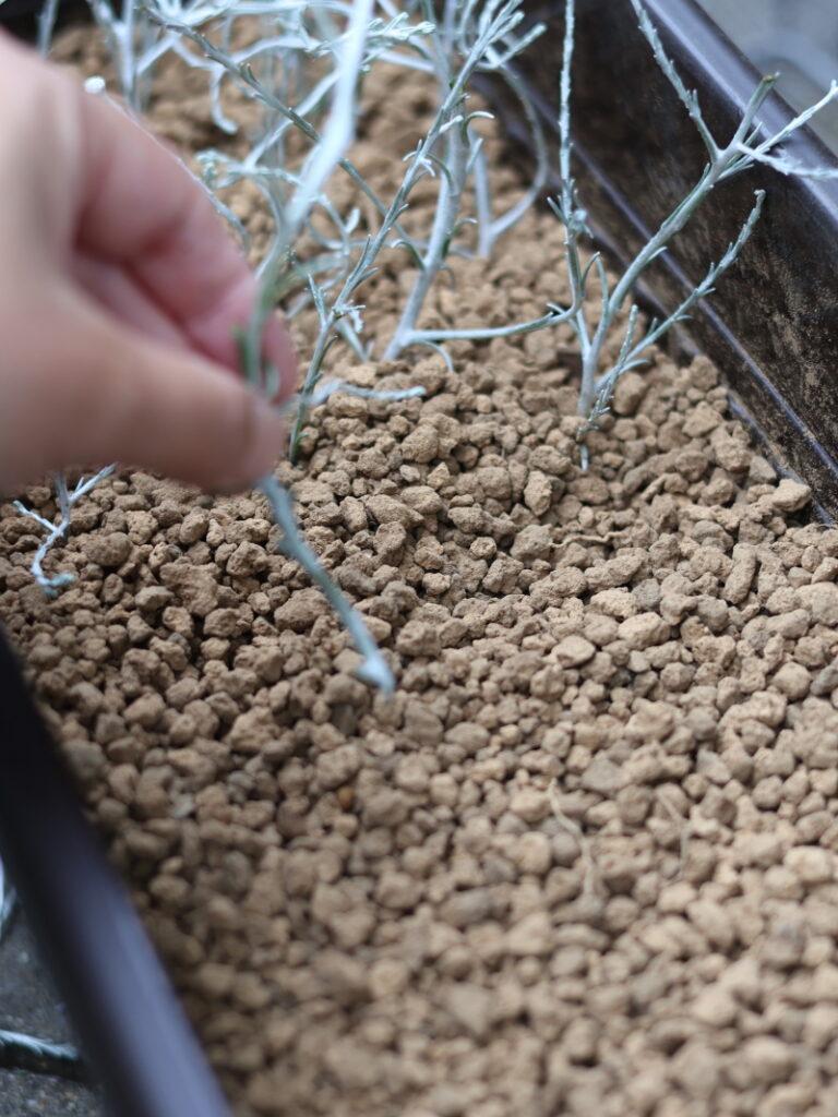 プランターの赤玉土にプラチーナの茎を挿していく様子