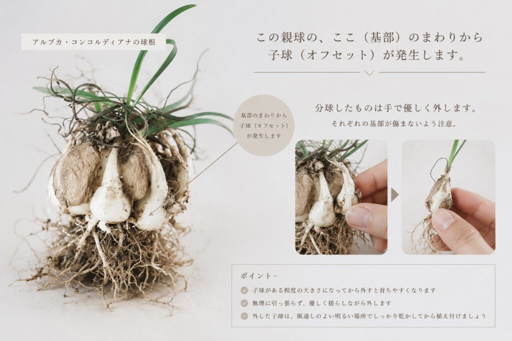 アルブカコンコルディアナの子球の外し方