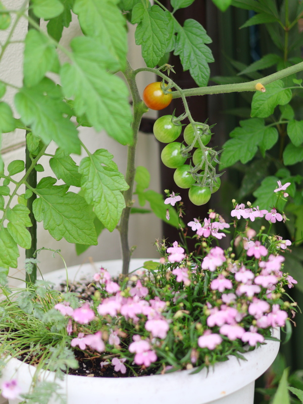 ロベリアと寄せ植えしておしゃれに育てているミニトマトの葉