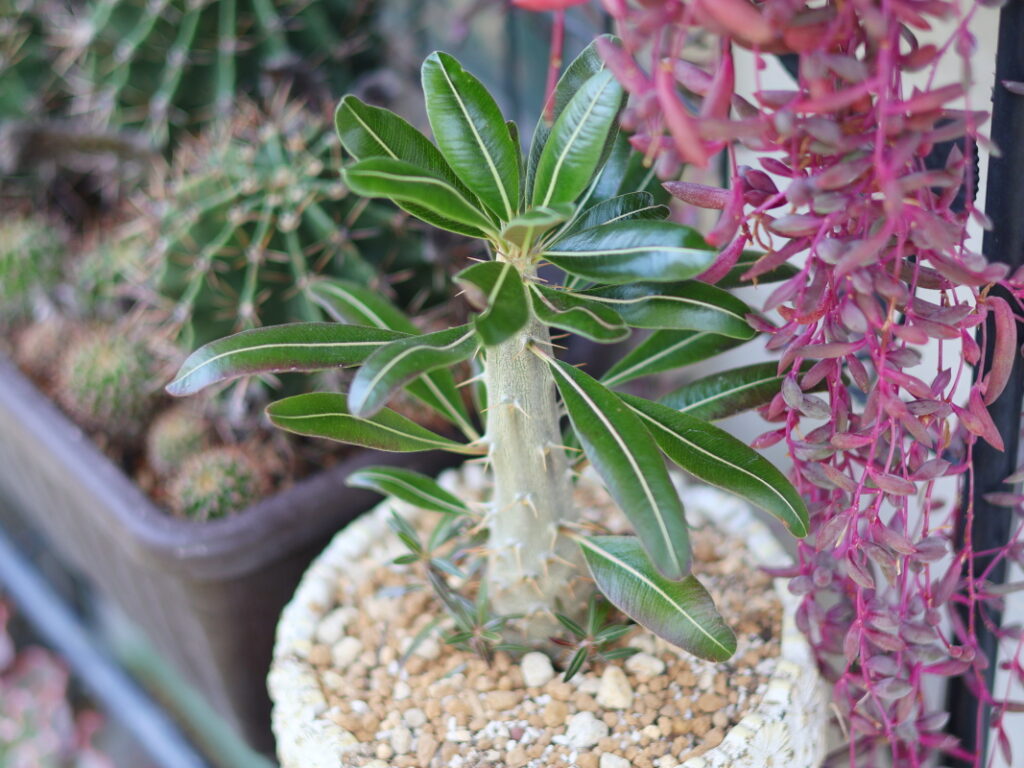 パキポディウムカクチペスの子株を大きくするための植え替え