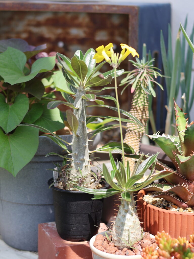 開花した黄色の花とパキポディウムカクチペスやアガベなどの多肉植物の鉢植え