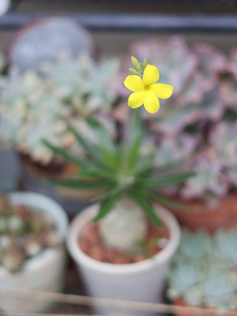 3年間実生・育成したパキポディウム・グラキリスに咲いた最初の一番花（黄色い花）