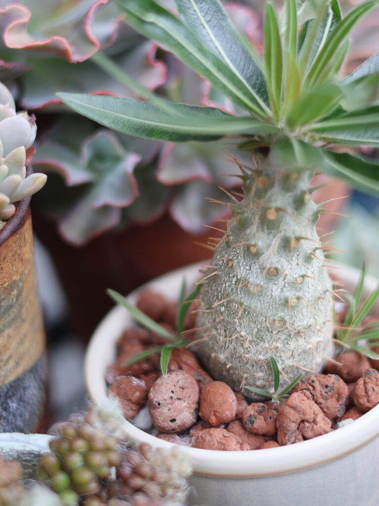パキポディウム・グラキリスの塊根植物の株元（左側）に見られる小さな新芽のアップ