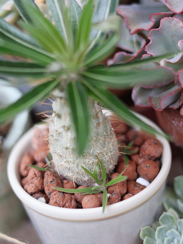 パキポディウム・グラキリスの塊根植物の株元（右側）から出た小さな新芽