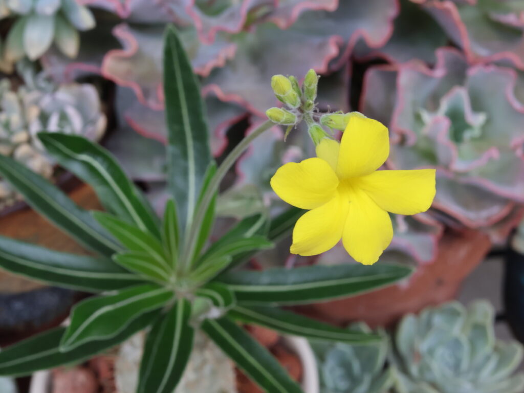 鮮やかな黄色が特徴的なパキポディウム・グラキリスの花のアップ