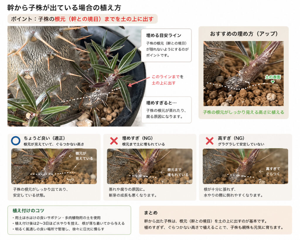 パキポディウムカクチペスの植え替え方法
