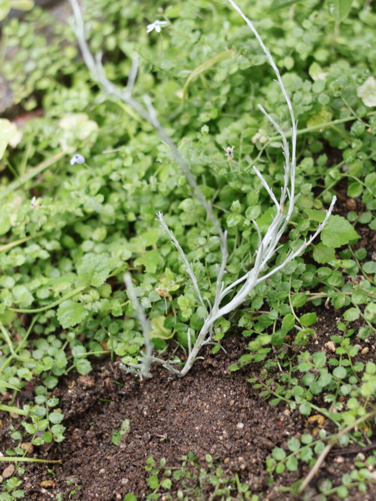 お庭の土のなかに直接植え付けられたプラチーナ