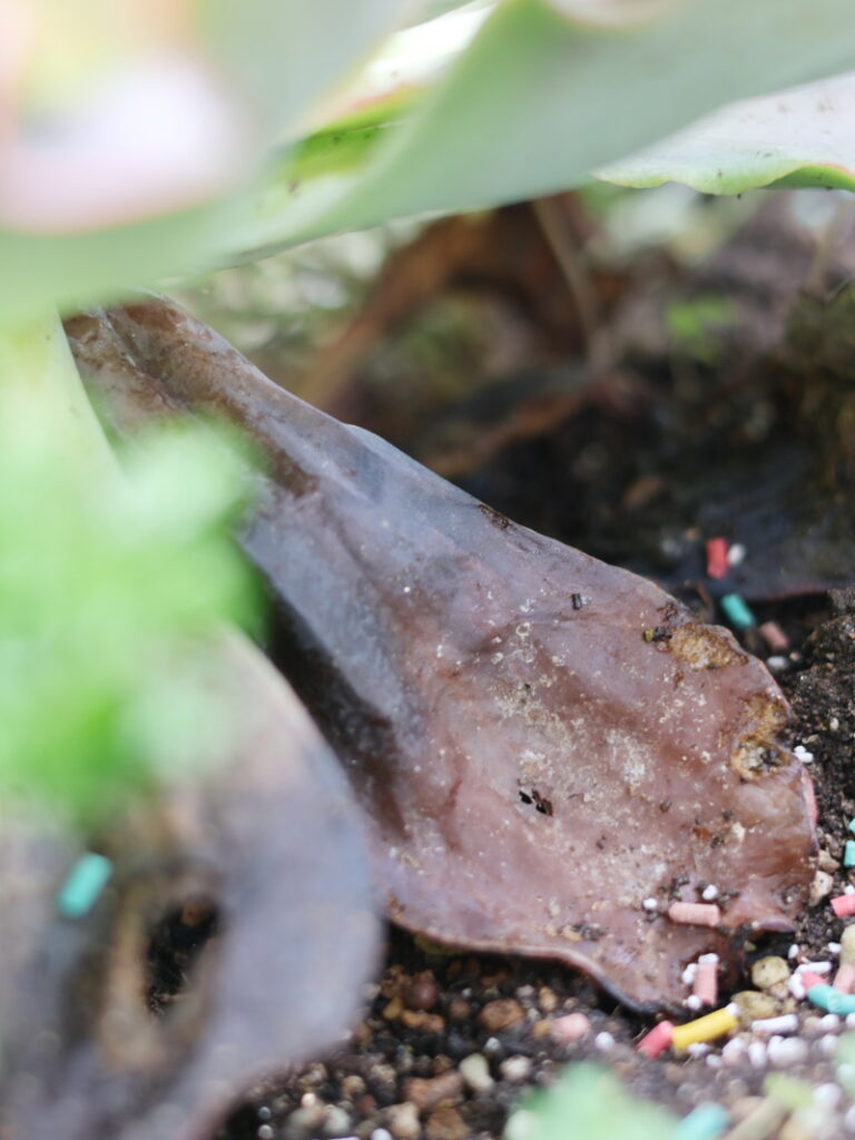 地植えの高砂の翁の一番下の葉で茶色く変色した葉っぱ