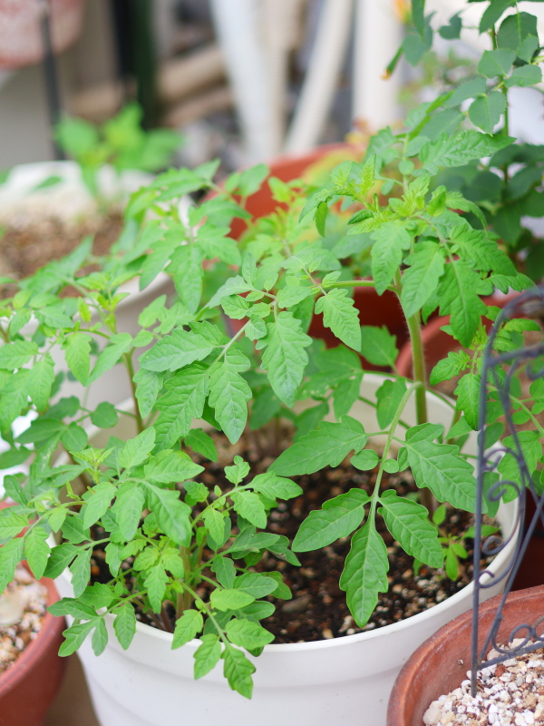 植木鉢に種まきした夏に強いミニトマトの苗
