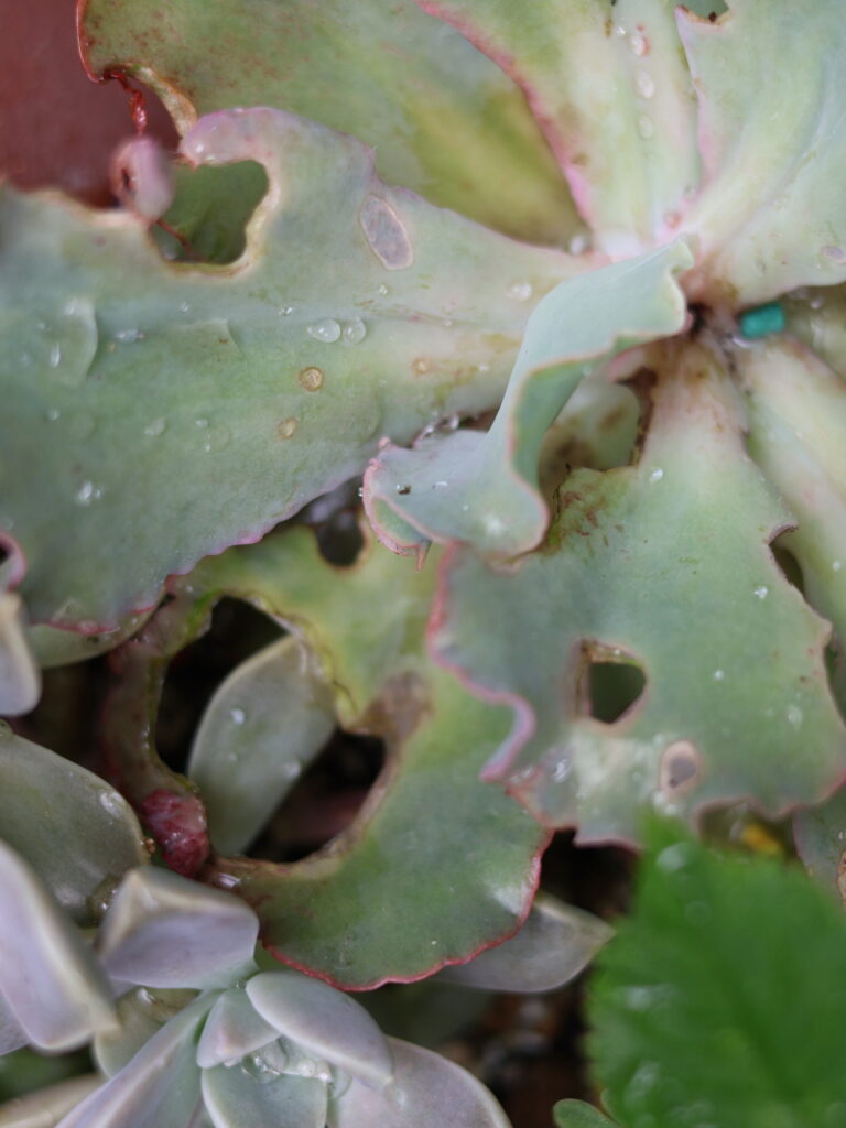 高砂の翁の虫に食べられまくった葉っぱ