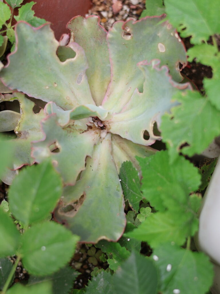 地植えの高砂の翁で、ナメクジかヨトウムシに成長点を食べられてボロボロになったあと