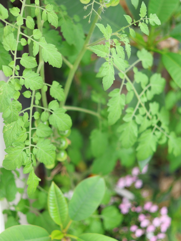 植木鉢で花と寄せ植えで育てているミニトマトの葉