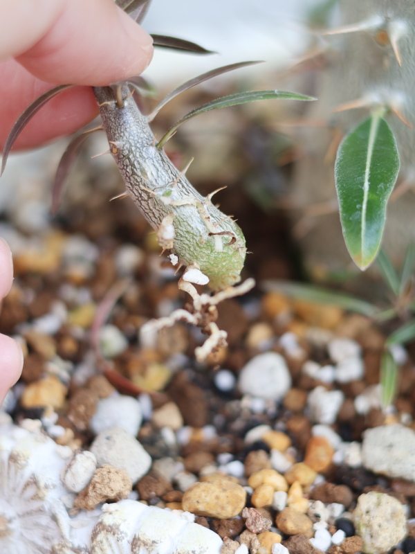 カットした子株には白い根が伸びており、そのまま植え付けできる状態