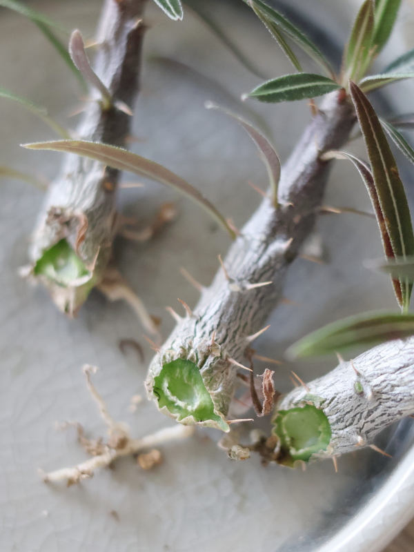 パキポディウムの脇芽（子株）を1日乾燥させて植え付ける様子