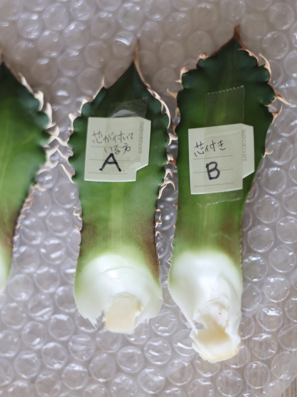 アガベの葉挿し実験で、芯の組織をつけたままカットした葉
