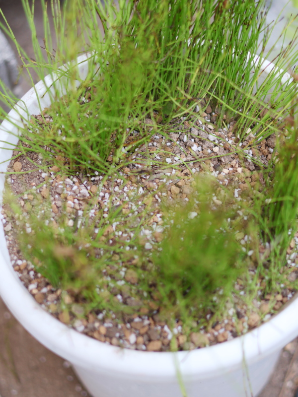 上から土を5cmほどかぶせてから、しっかり水やり